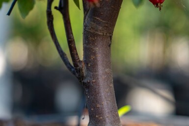 Malus 'Red Obelisk' hochstamm 10/12