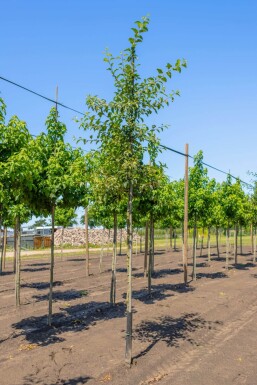 Malus 'Red Sentinel' hochstamm 6/8