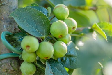 Malus 'Red Sentinel' hochstamm 6/8