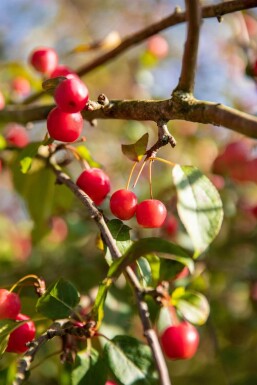 Malus 'Red Sentinel' hochstamm 6/8