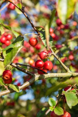 Malus 'Red Sentinel' hochstamm 6/8