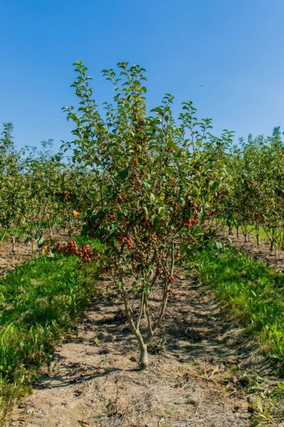 Malus 'Red Sentinel' meerstammig