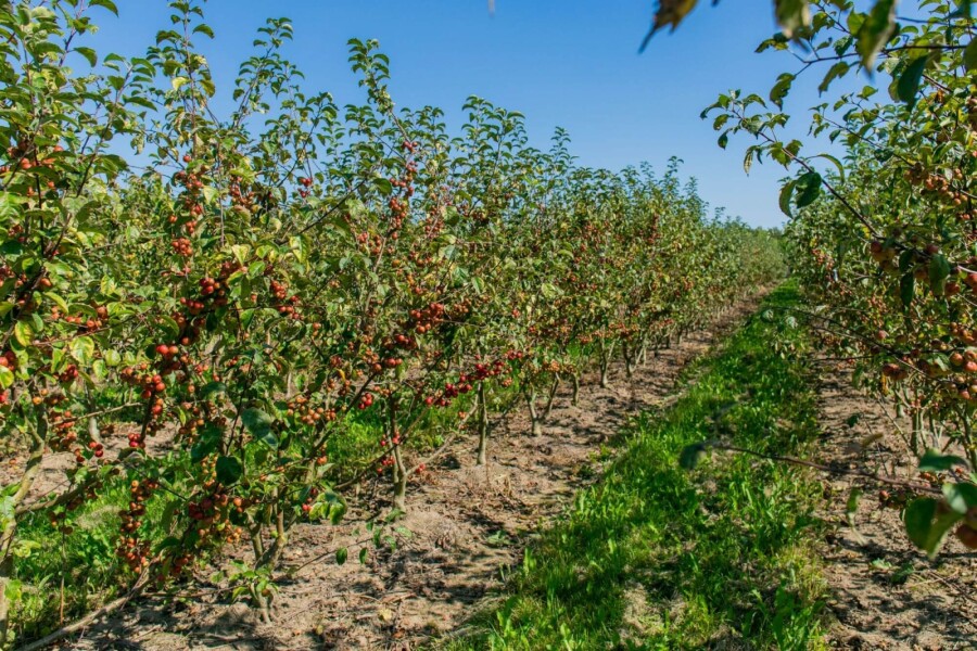 Malus 'Red Sentinel' ME 150-175 P/K Malus 'Red Sentinel' Mehrstämmig 150-175