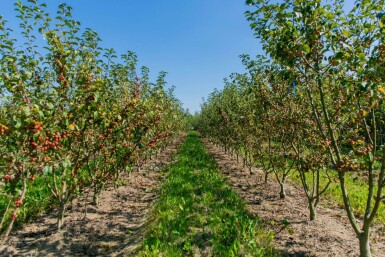 Malus 'Red Sentinel' mehrstämmig 200-250