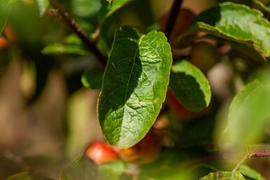 Malus 'Red Sentinel' mehrstämmig 200-250