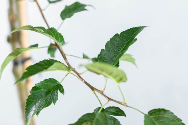 Malus 'Red Sentinel' dakvorm