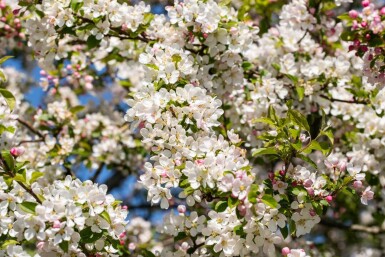 Malus 'Red Sentinel' dachform 10/12 240cm Stamm 120x120