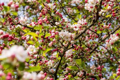 Malus 'Red Sentinel' dachform 10/12 240cm Stamm 120x120