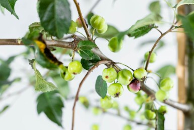 Malus 'Red Sentinel' strauch 60-80