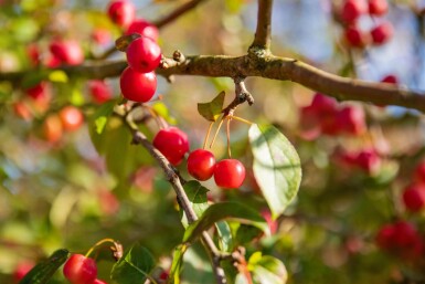 Malus 'Red Sentinel' strauch 60-80