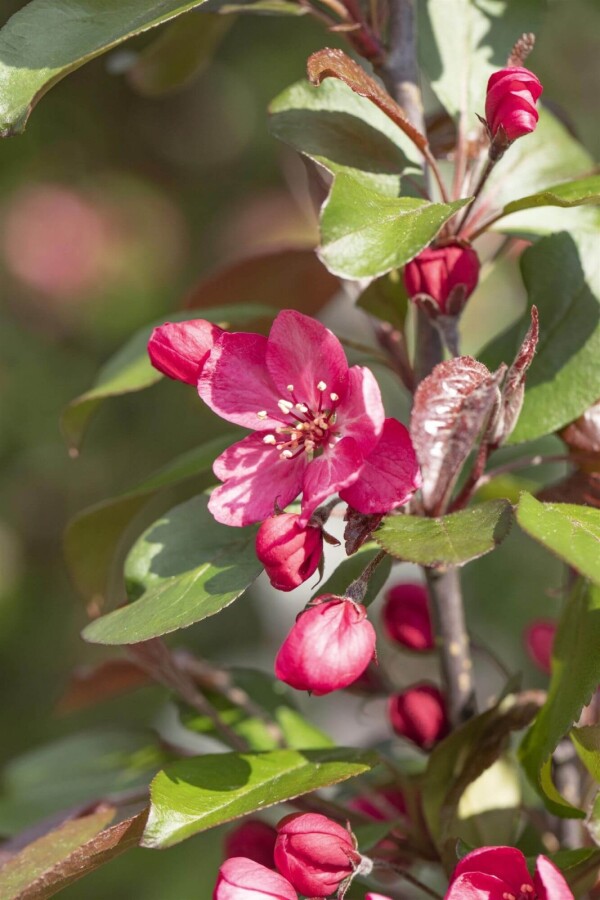 Malus 'Royalty' Malus 'Royalty'