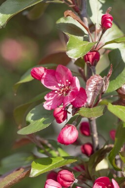 Malus 'Royalty'