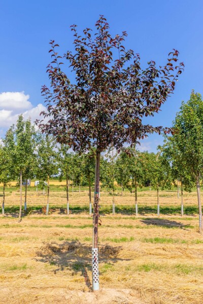 Malus 'Royalty' hoogstam