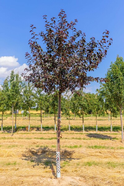 Malus 'Royalty' Hochstamm Malus 'Royalty' Hochstamm