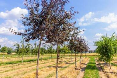 Malus 'Royalty' hochstamm 10/12