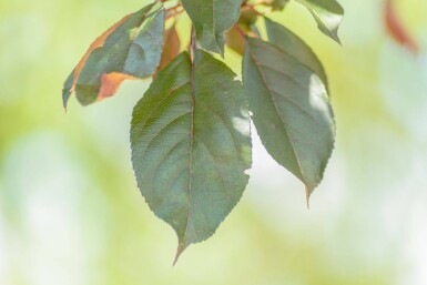 Malus 'Royalty' hochstamm 10/12