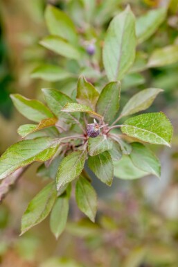 Malus 'Royalty' hochstamm 10/12