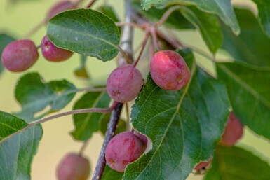 Malus 'Rudolph'