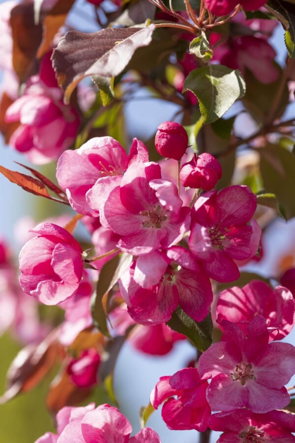 Malus 'Rudolph' Malus 'Rudolph'
