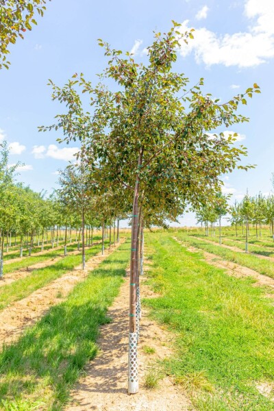 Malus 'Rudolph' Hochstamm Malus 'Rudolph' Hochstamm