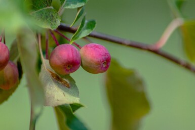 Malus 'Rudolph' hoogstam 10/12