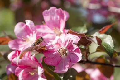 Malus 'Rudolph' hoogstam 10/12