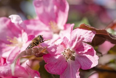 Malus 'Rudolph' hoogstam 10/12