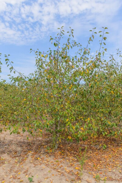 Malus 'Rudolph' mehrstämmig