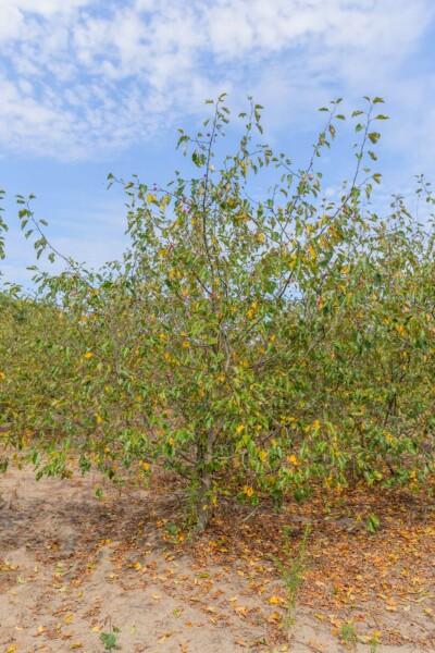 Malus 'Rudolph' Mehrstämmig Malus 'Rudolph' Mehrstämmig