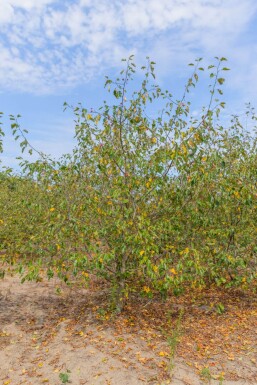 Malus 'Rudolph' mehrstämmig 200-250