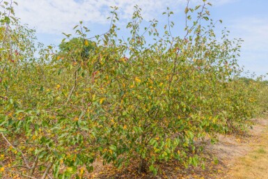 Malus 'Rudolph' mehrstämmig 200-250