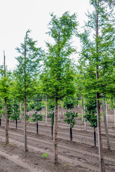 Metasequoia glyptostroboides