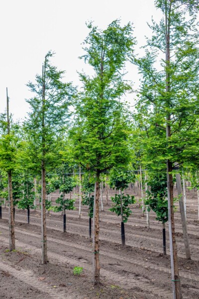 Metasequoia glyptostroboides Metasequoia glyptostroboides