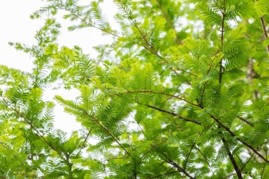 Metasequoia glyptostroboides