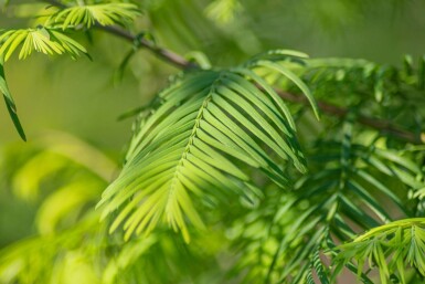 Metasequoia glyptostroboides