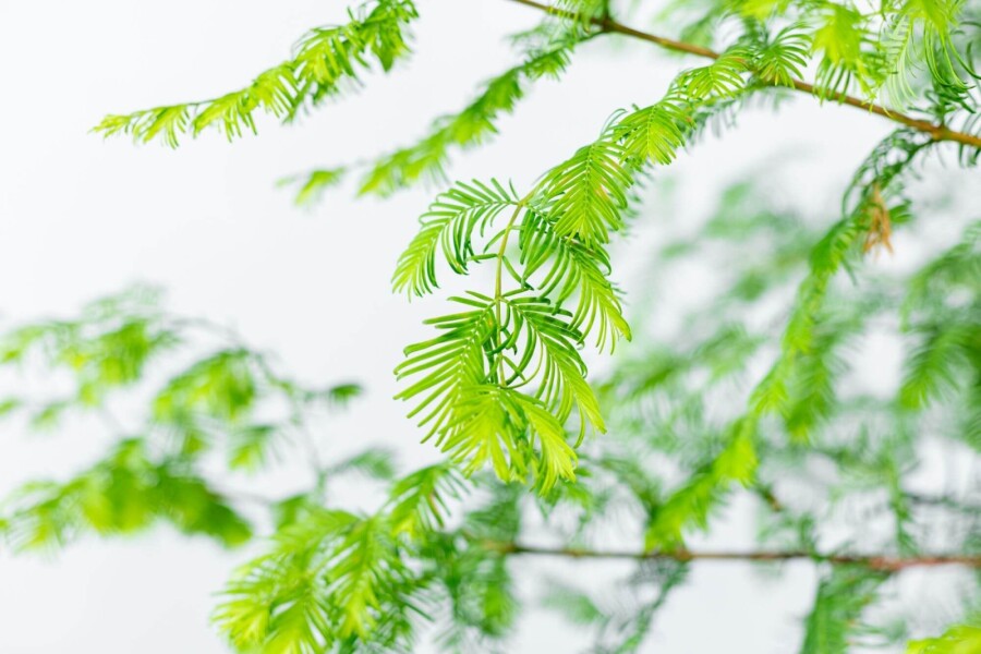Metasequoia glyptostroboides HO 8/10 P/K Metasequoia glyptostroboides Hochstamm 8/10