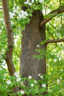 Metasequoia glyptostroboides hochstamm 10/12