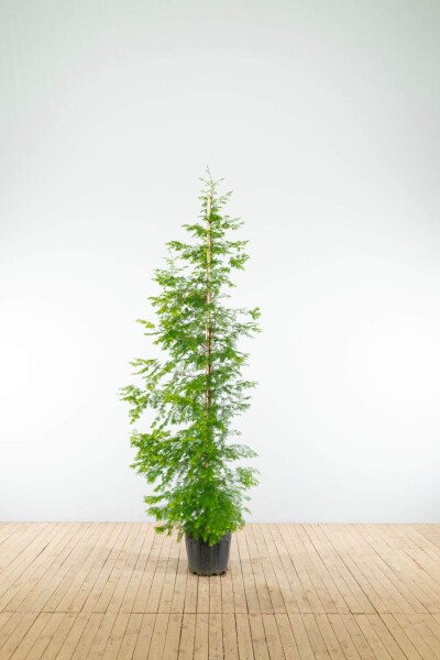 Metasequoia glyptostroboides Stammbusch Metasequoia glyptostroboides Stammbusch