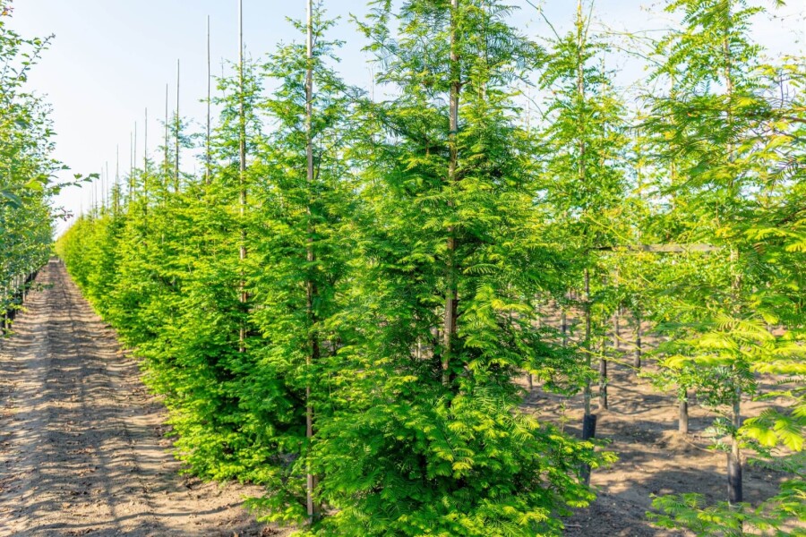 Metasequoia BE 14/16 P/K Metasequoia glyptostroboides Stammbusch 14/16