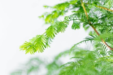 Metasequoia glyptostroboides stammbusch 14/16