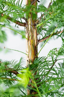 Metasequoia glyptostroboides stammbusch 14/16