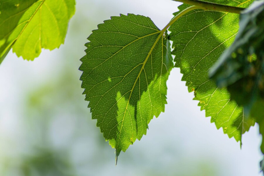 Morus alba Morus alba