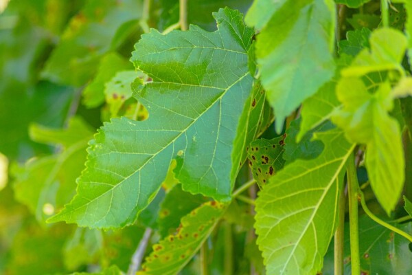 Morus alba 'Pendula' hochstamm