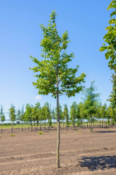 Ostrya carpinifolia