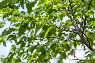 Ostrya carpinifolia