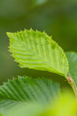 Ostrya carpinifolia