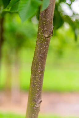 Ostrya carpinifolia hoogstam 10/12