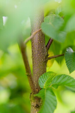 Ostrya carpinifolia hoogstam 10/12