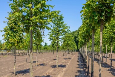 Ostrya carpinifolia hoogstam 10/12