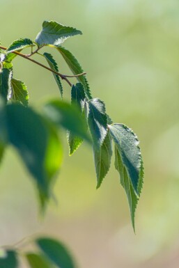 Ostrya carpinifolia hoogstam 10/12